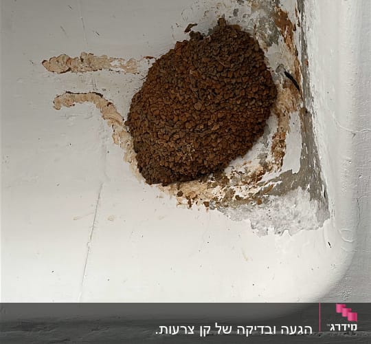 קן צרעות על קיר לבן עם סימני נזק